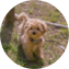 Maltipoo Puppy For Sale - Lone Star Pups